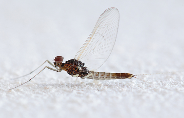 Effimera2